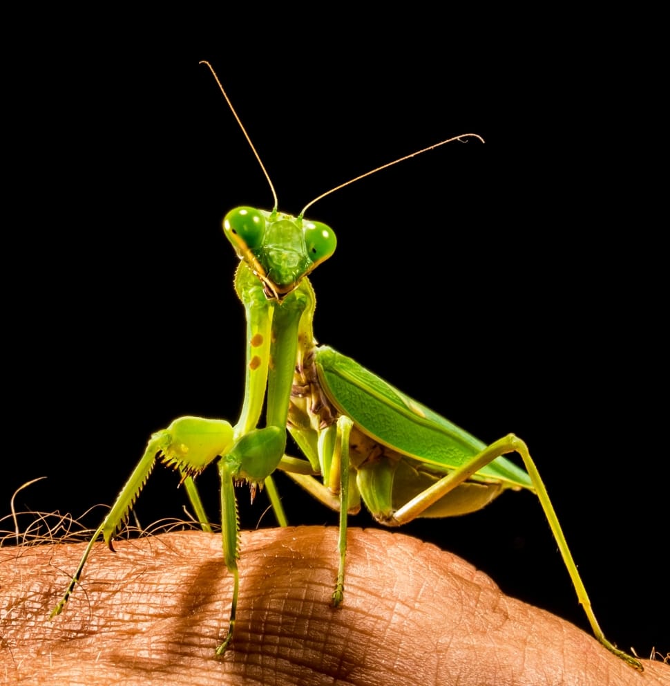 green mantis preview