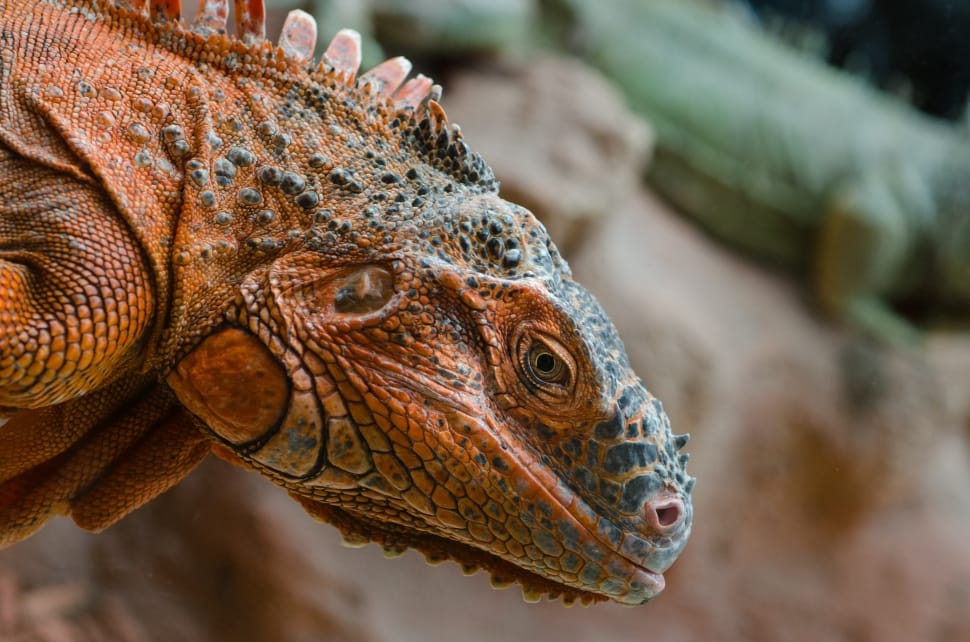 brown bearded dragon in closeup photography preview