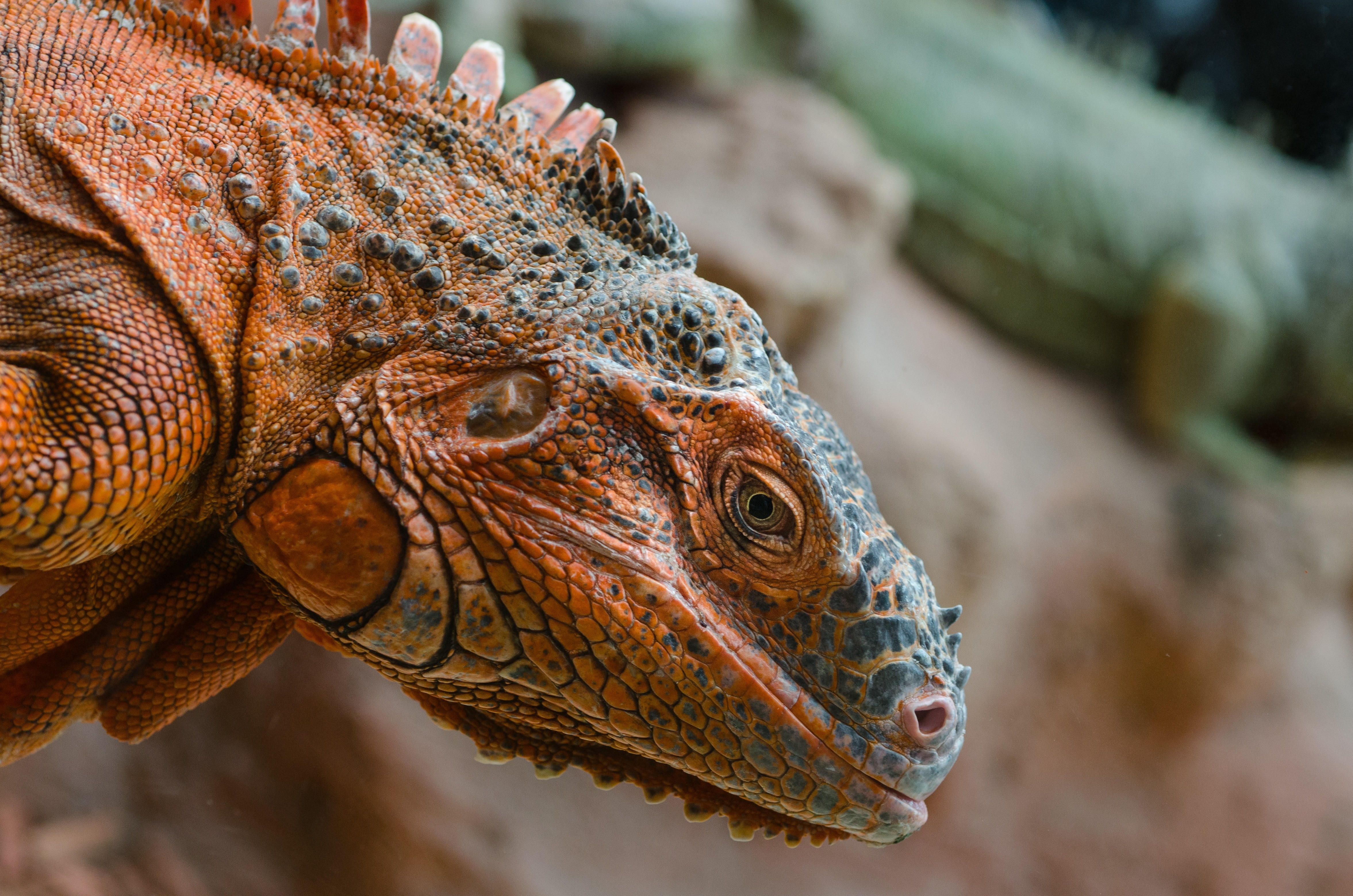 brown bearded dragon in closeup photography