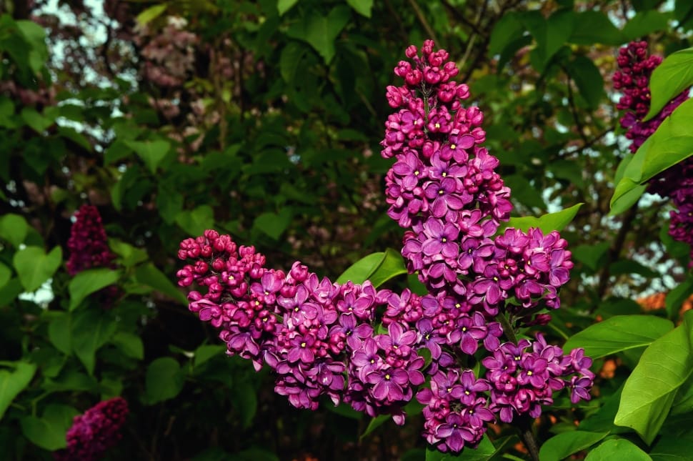 Plant, Ornamental Shrub, Lilac, Syringa, purple, flower preview