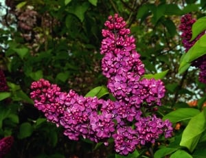 Plant, Ornamental Shrub, Lilac, Syringa, purple, flower thumbnail
