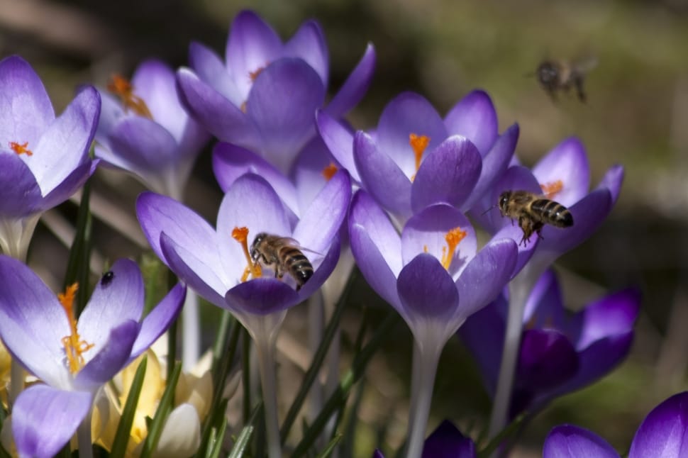 honey bee purple-and-white petaled flower preview