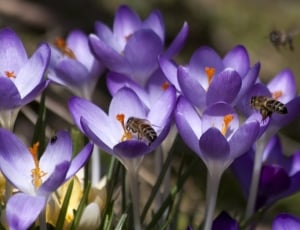 honey bee purple-and-white petaled flower thumbnail