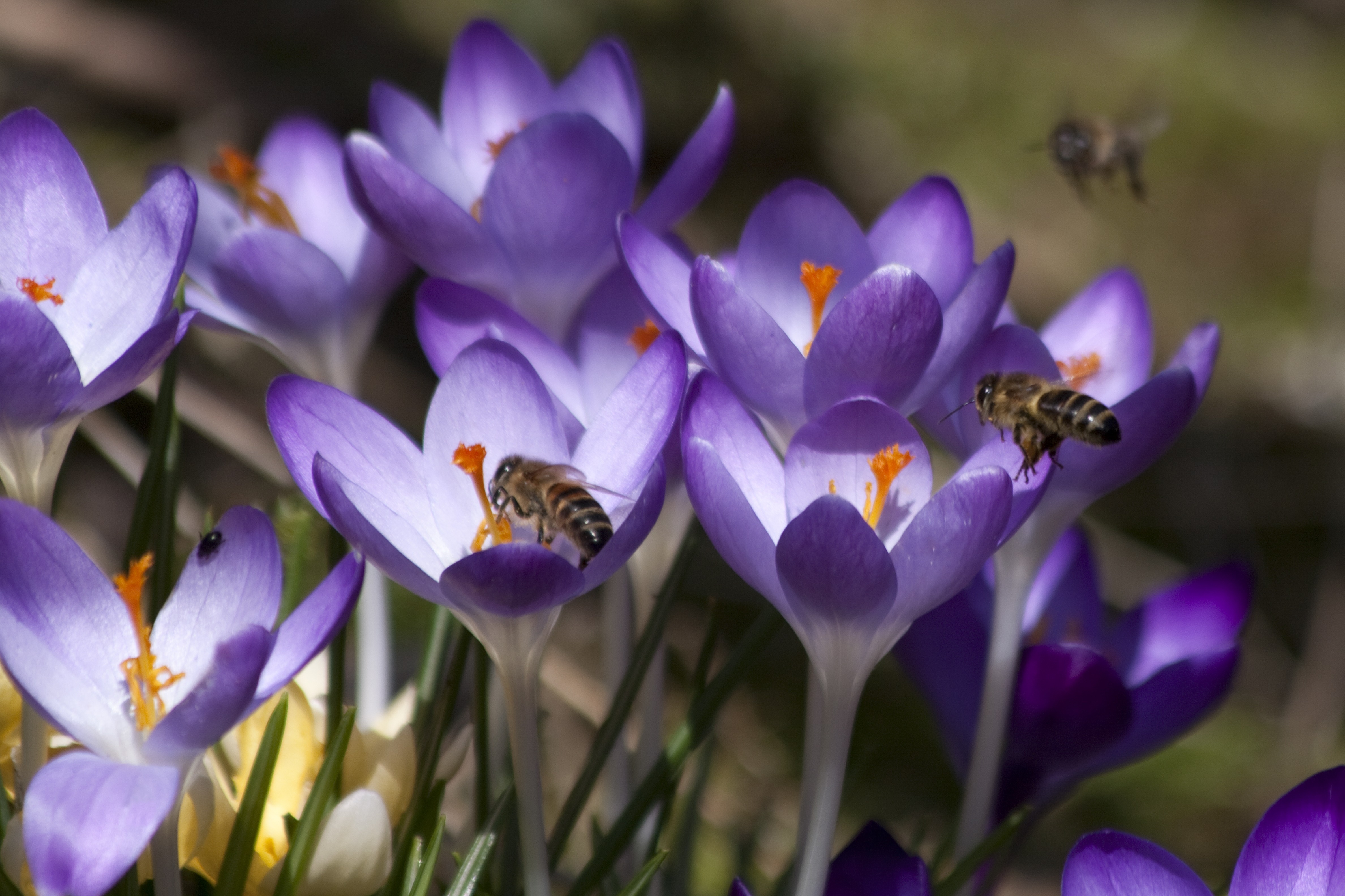 honey bee purple-and-white petaled flower