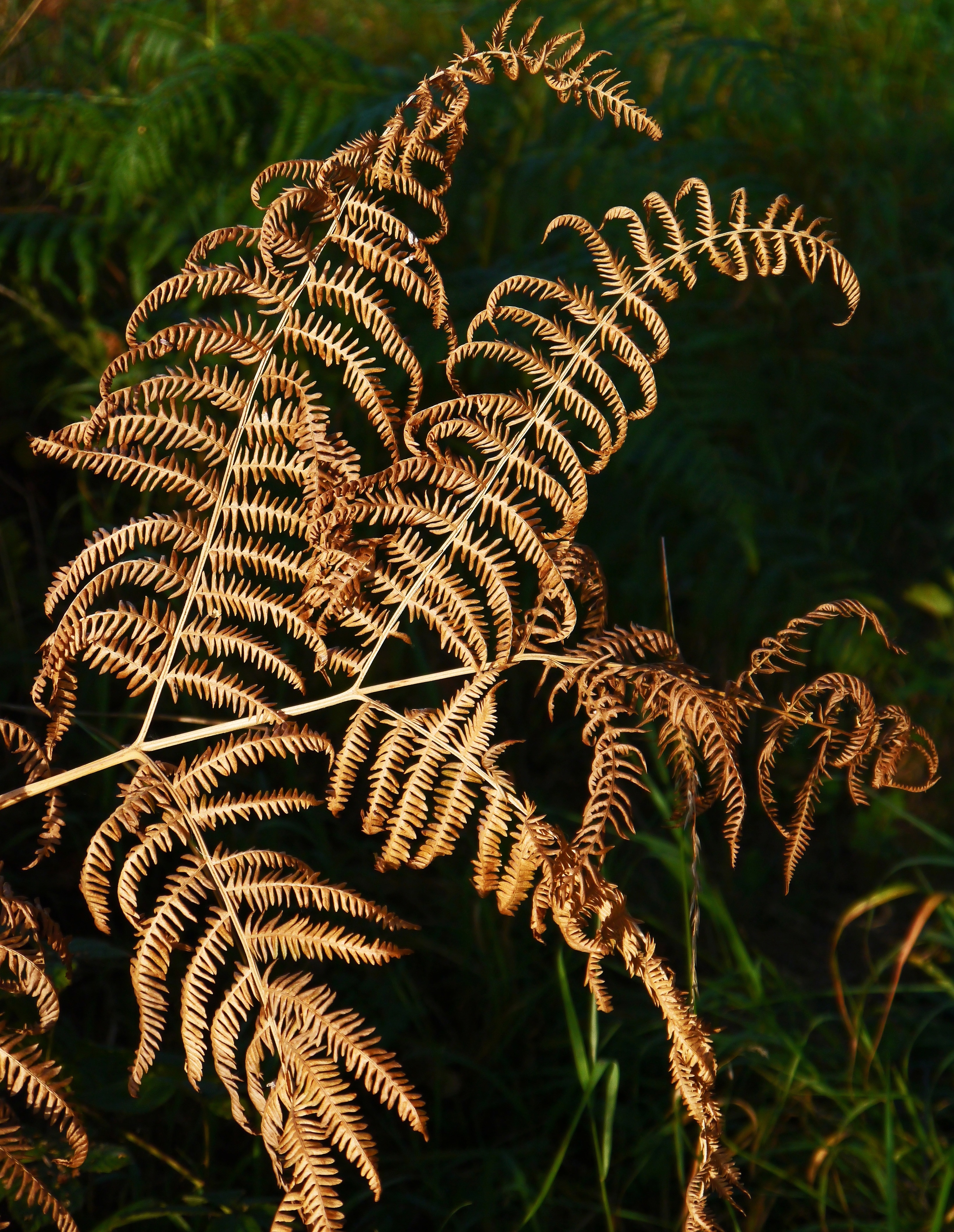 brown leaves plant