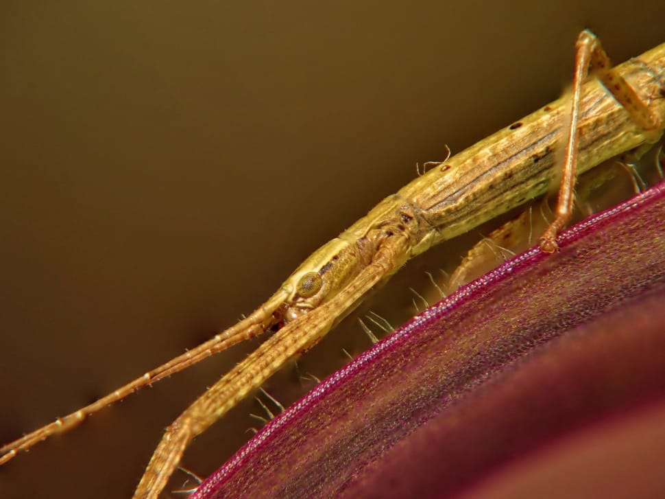 yellow elongated insect with horns preview
