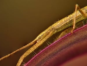 yellow elongated insect with horns thumbnail
