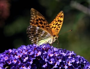 deep brown fritillary butterfly thumbnail