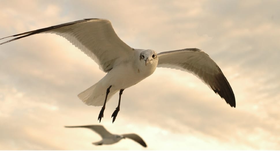 Seagulls, Nature, Wildlife, Flying, animal wildlife, bird preview