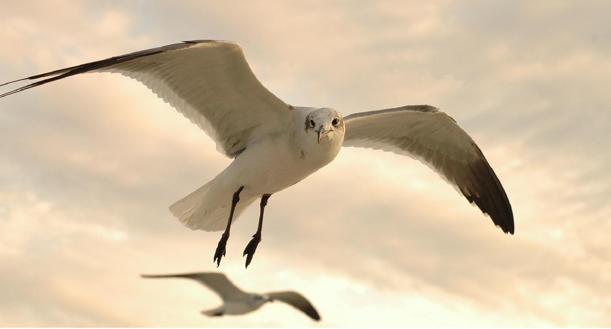 Seagulls, Nature, Wildlife, Flying, animal wildlife, bird