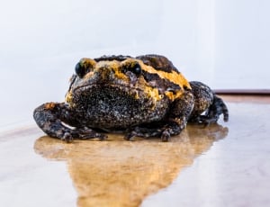 black and brown frog thumbnail