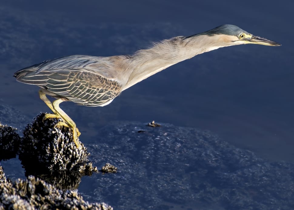 gray long beak crane like bird preview