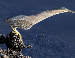 gray long beak crane like bird thumbnail