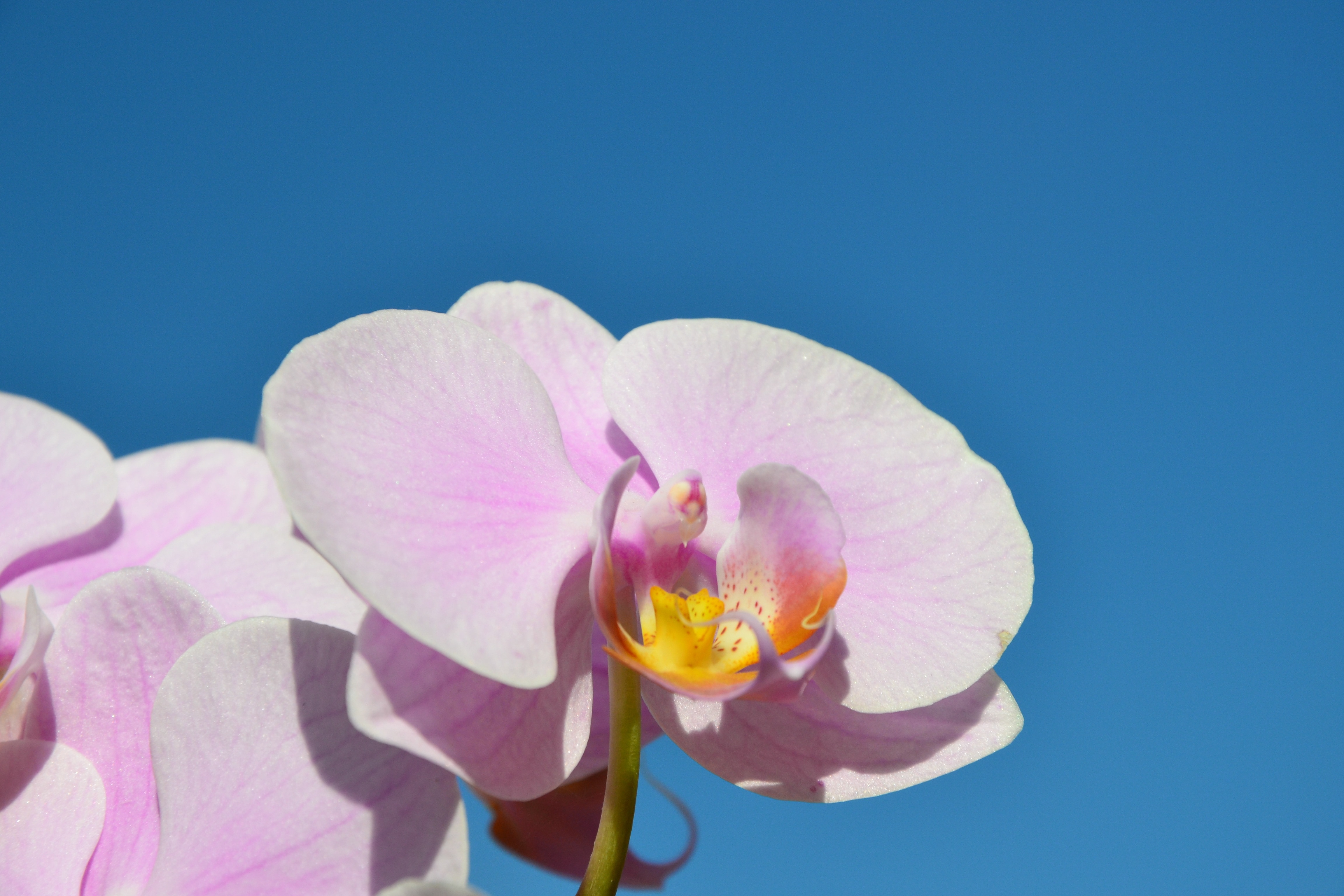 Орхидеи желто розовые. Фаленопсис Элегант Роуз. Фаленопсис Phalaenopsis White & Pink. Фаленопсис Фловер Роуз. Фаленопсис бледно розовый.