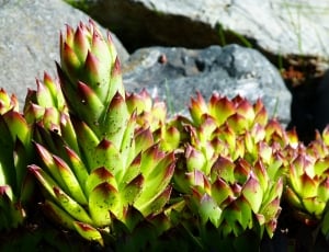 Hens And Chicks Succulent, Nature, Plant, outdoors, day thumbnail