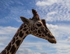 giraffe under white cirrus clouds during daytime thumbnail