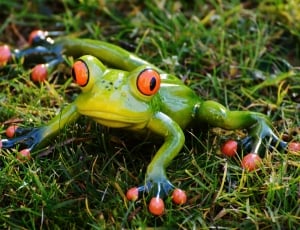 green black and red frog thumbnail