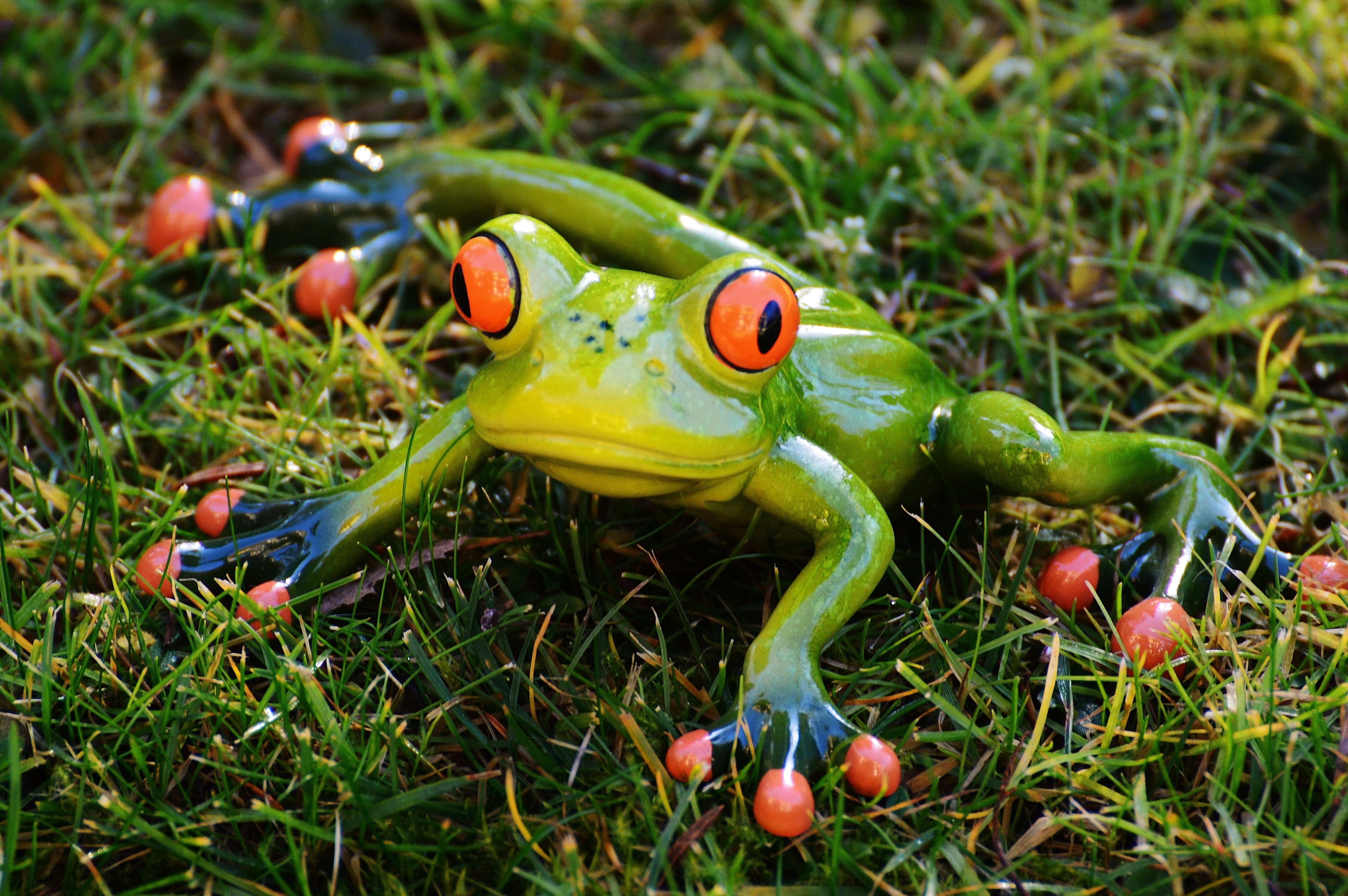 green black and red frog