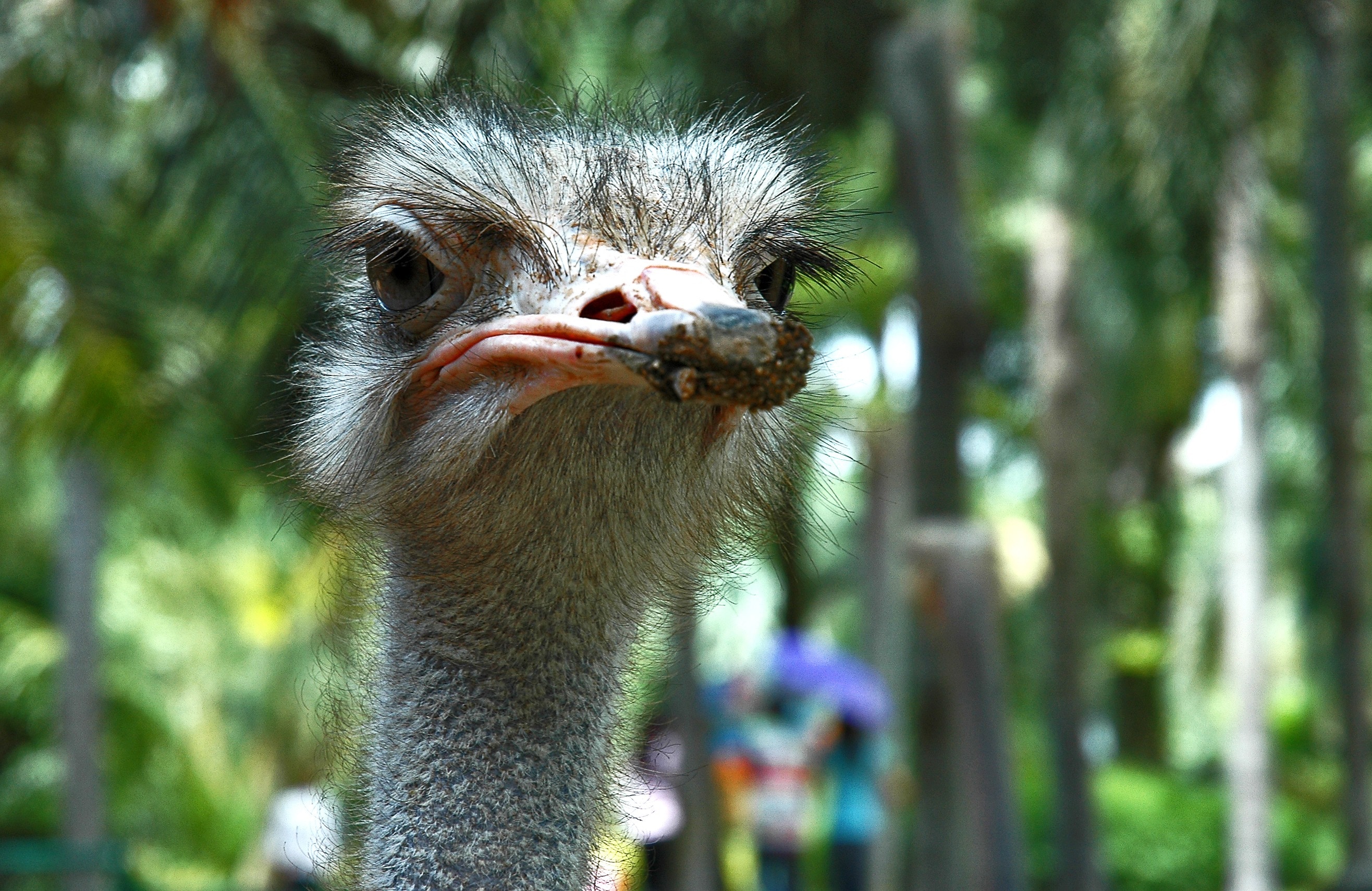 gray and brown ostrich