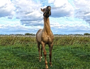 brown horse at green grass field during daytime thumbnail