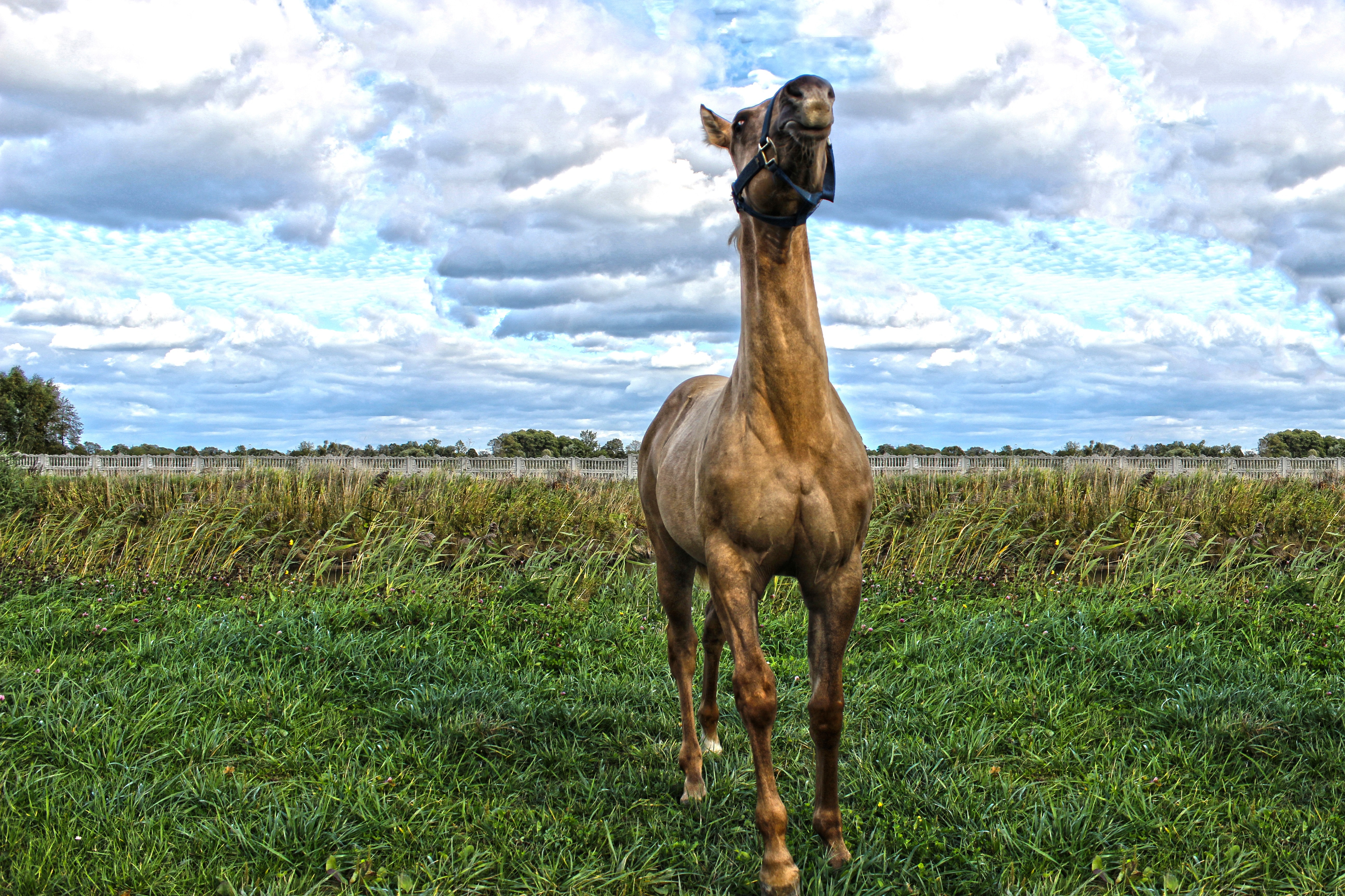 brown horse at green grass field during daytime