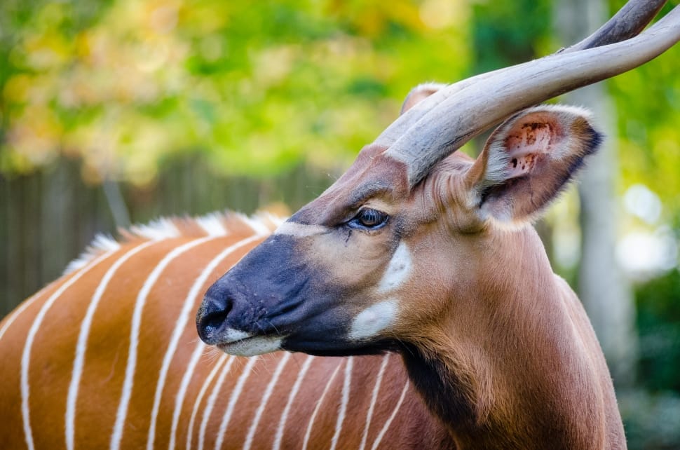 Bongo, antelope preview