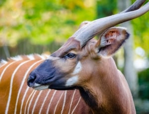 Bongo, antelope thumbnail