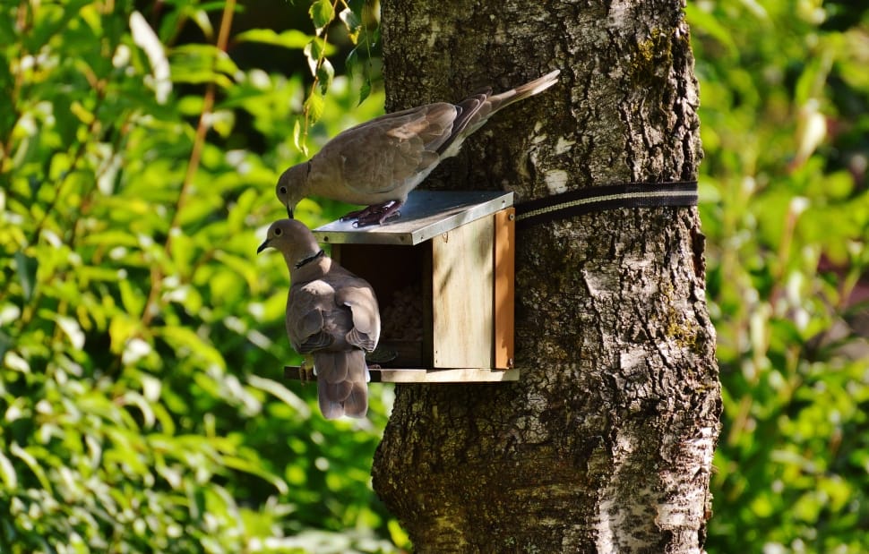 two eurasian collared doves perching on birdhouse preview