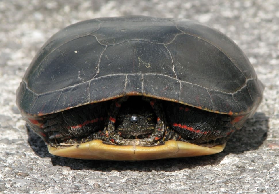 black turtle preview