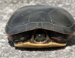 black turtle thumbnail