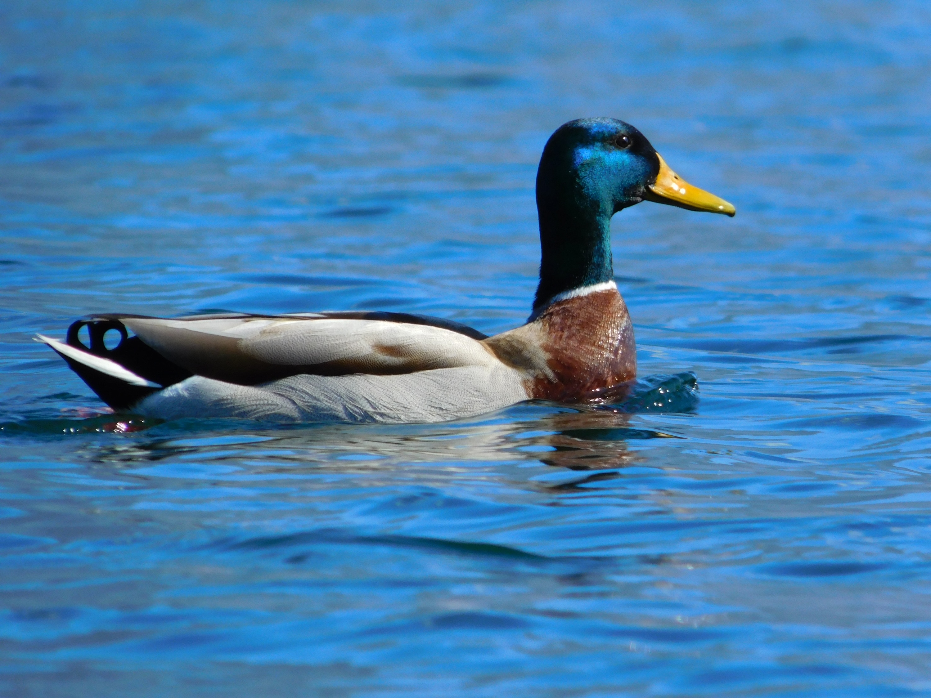 Duck, Water, Mallard, Lake, Colors, animals in the wild, one animal