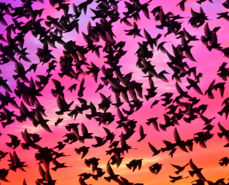 Mumuration, Birds, Wings, Brighton, Love, pink color, silhouette preview