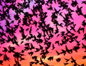 Mumuration, Birds, Wings, Brighton, Love, pink color, silhouette thumbnail