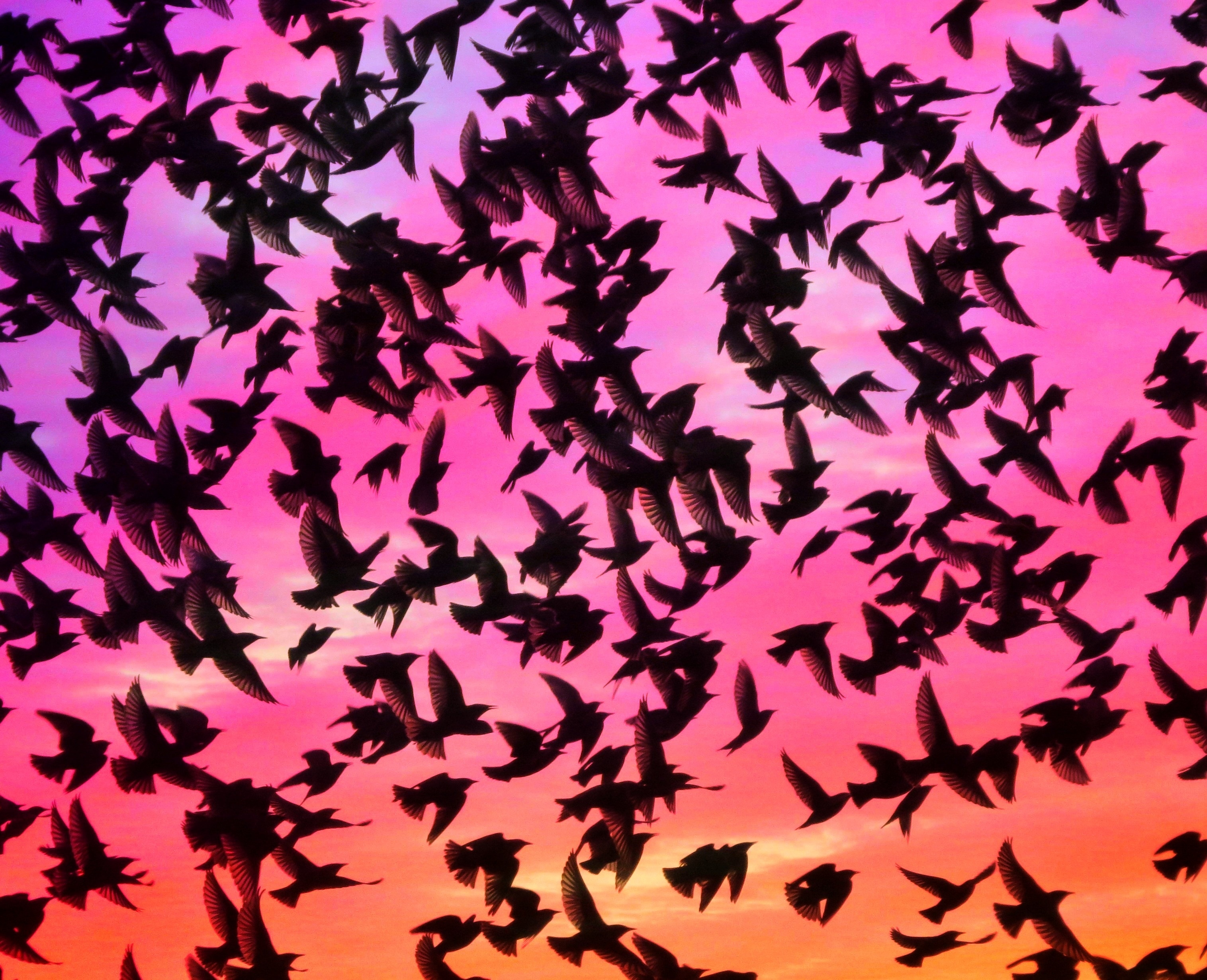 Mumuration, Birds, Wings, Brighton, Love, pink color, silhouette