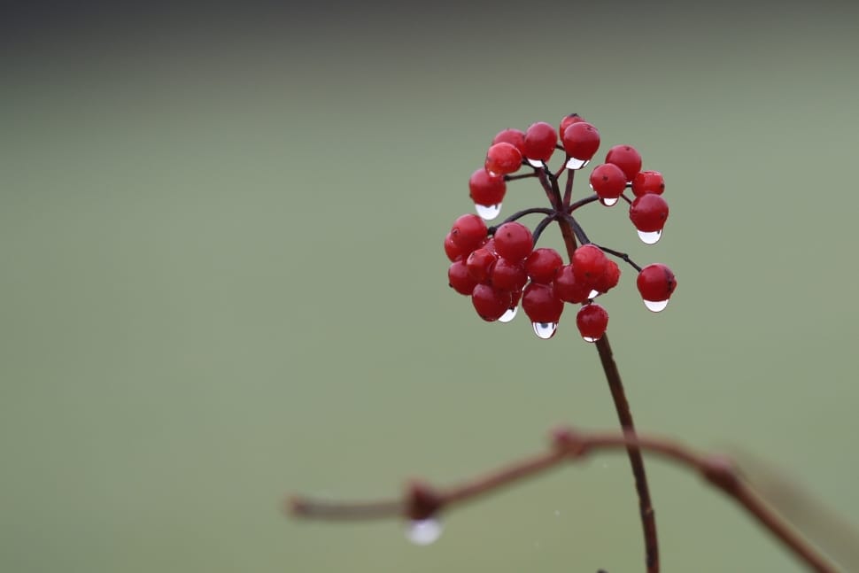 red berries plant preview