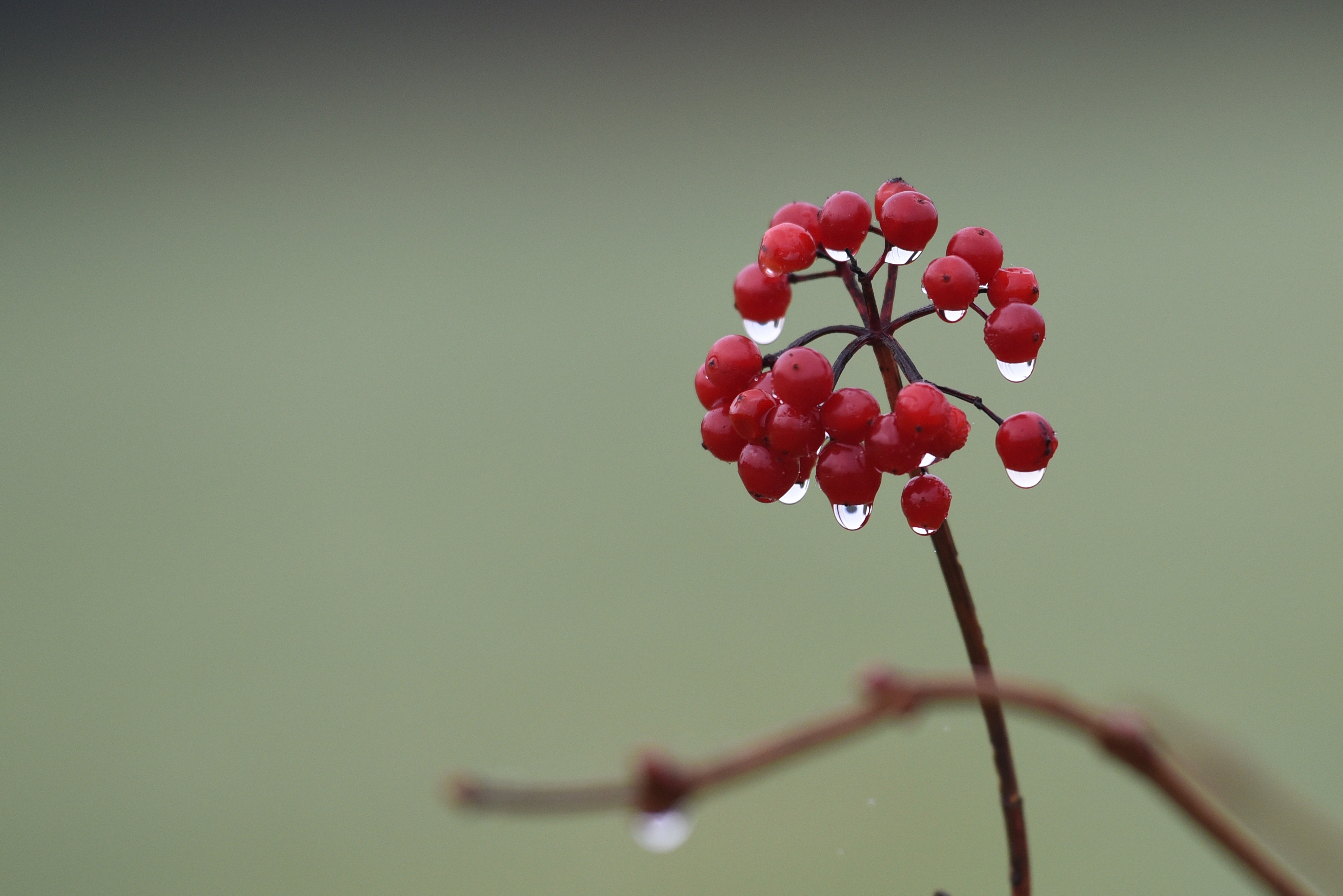 red berries plant