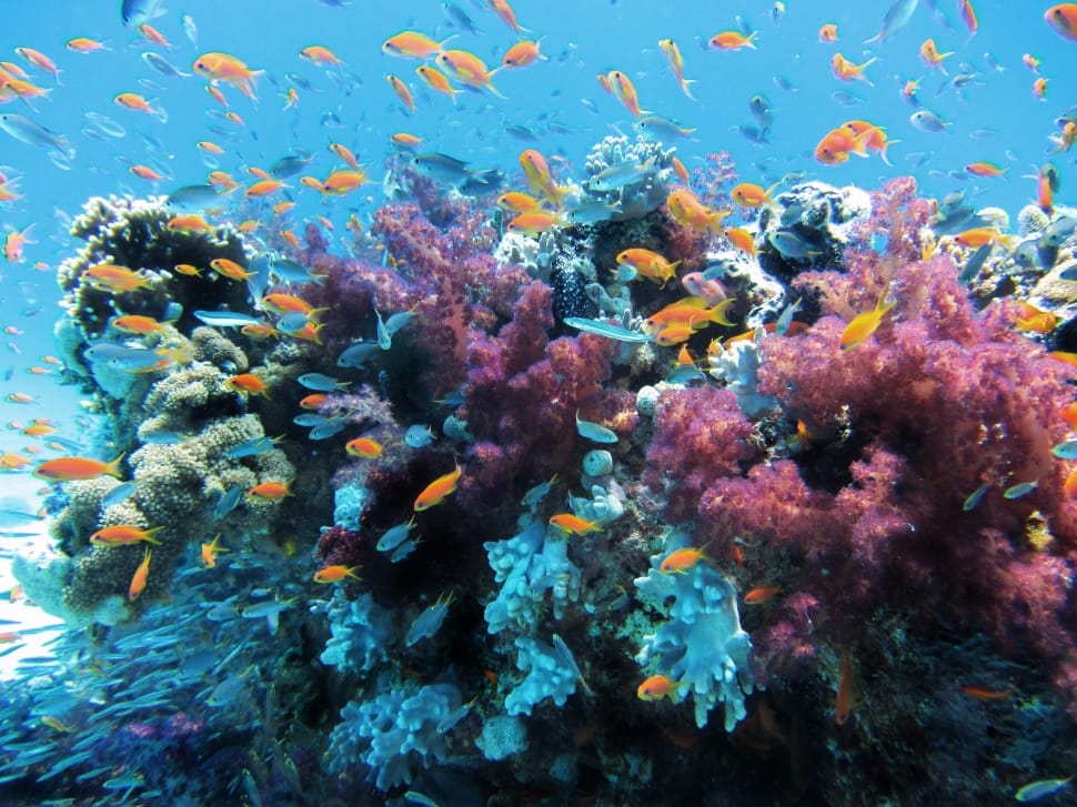 Underwater, Sea, Nature, Fish, Coral, underwater, undersea preview