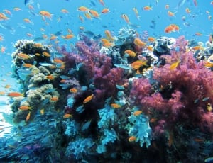 Underwater, Sea, Nature, Fish, Coral, underwater, undersea thumbnail