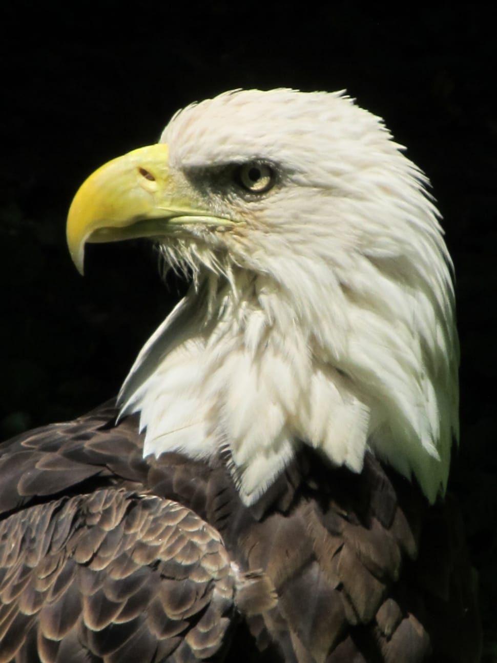 bald eagle free image