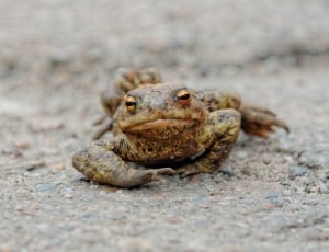 brown and black frog crawling on sedimentary rocks thumbnail