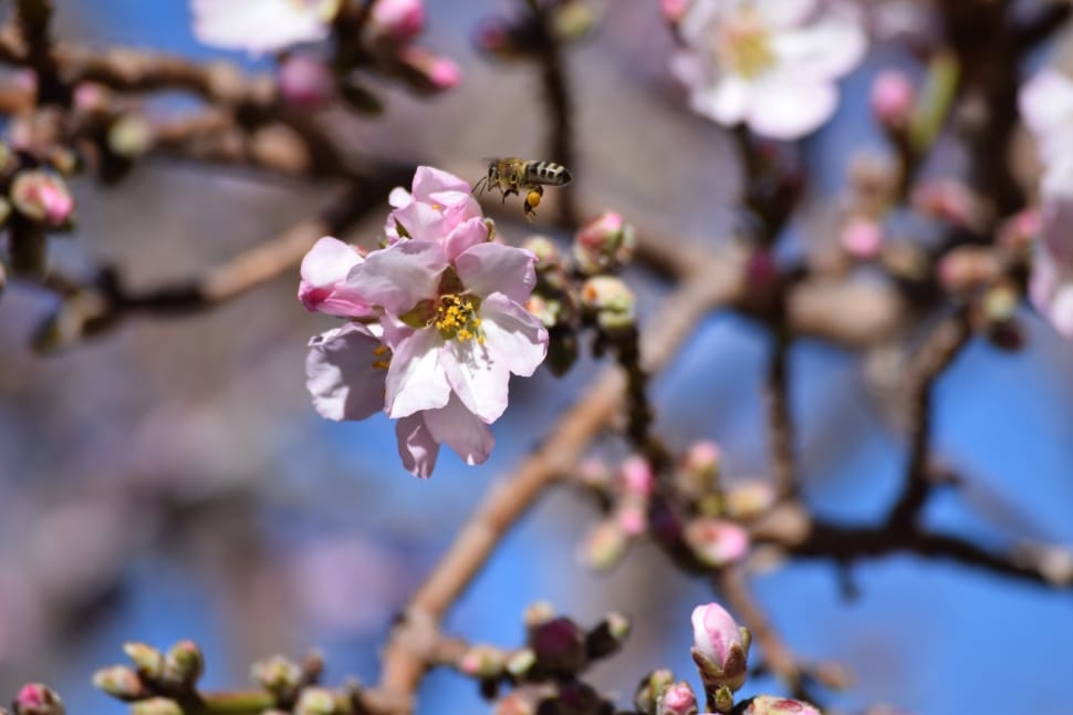 cherry blossom flower with a bee flying around preview