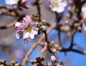 cherry blossom flower with a bee flying around thumbnail