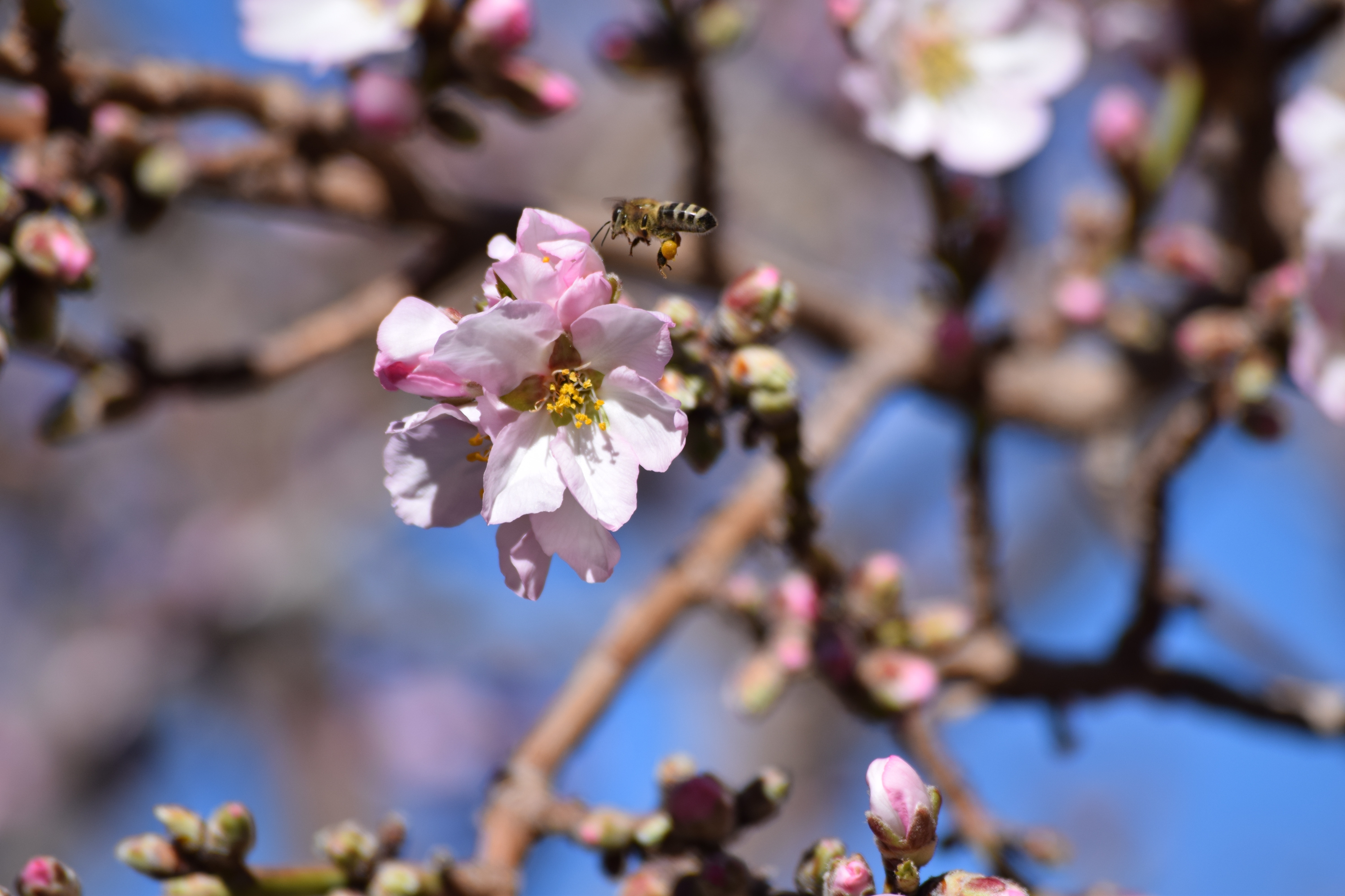 cherry blossom flower with a bee flying around