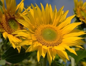 3 sunflowers thumbnail