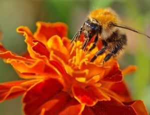 honeybee and red flower plant thumbnail