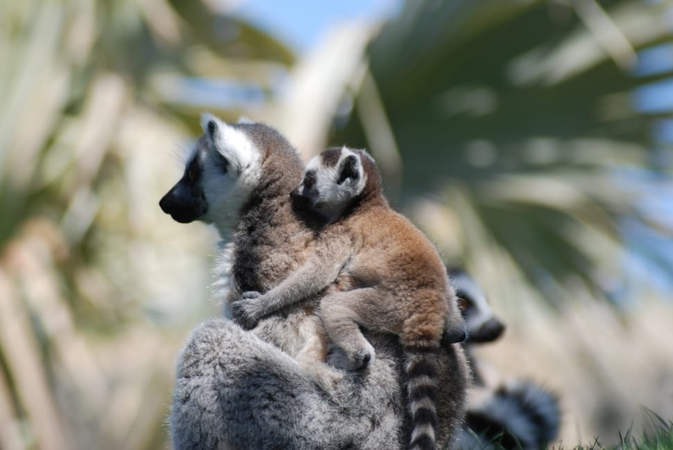 brown and grey ring tail lemur preview