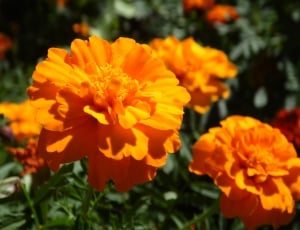 Nature, Flowers, Summer Flowers, Flower, flower, orange color thumbnail