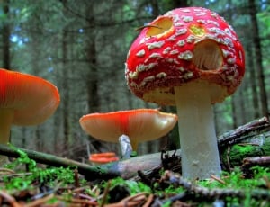 showing of red mushroom in rainforest thumbnail