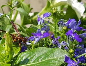 European Giant Hornet on green plant close up focus photography thumbnail