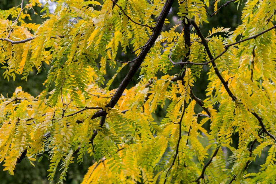Golden Autumn, Yellow, Leaves, Autumn, nature, growth preview